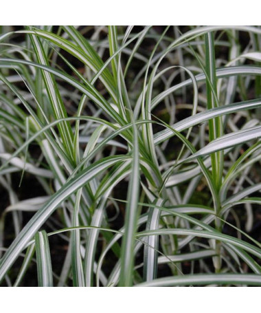 Laîche palmée 'Variegata' P9/C1