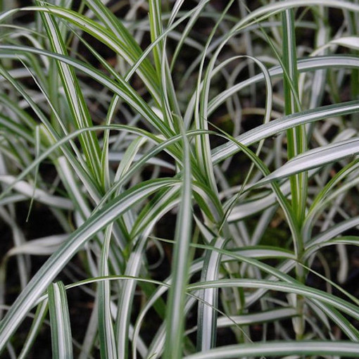 Laîche palmée 'Variegata' P9/C1