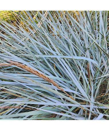 Oyat des dunes P9/C1