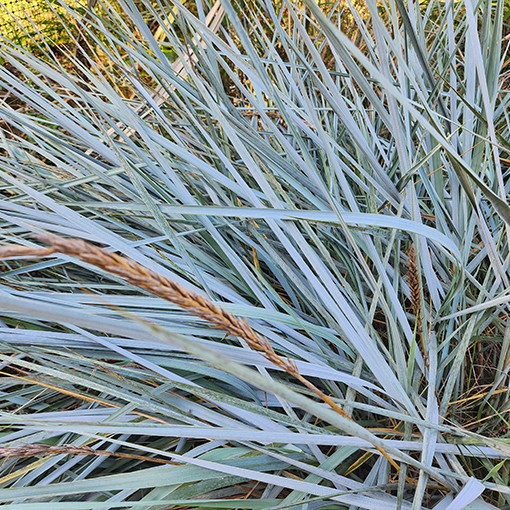 Oyat des dunes P9/C1