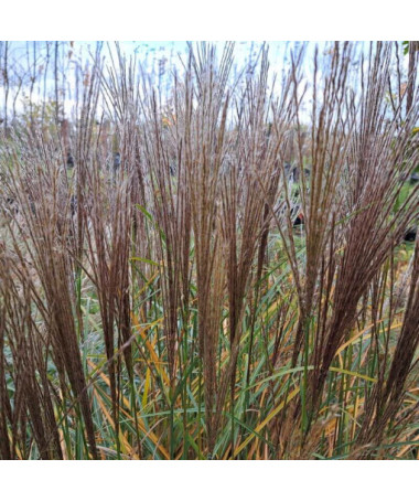 Miscanthus chinois 'Rotfuchs' P9/C1