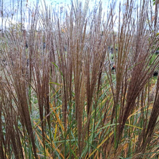 Miscanthus chinois 'Rotfuchs' P9/C1