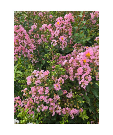 Lagerstroemia indien (Lilas de Crêpe) P9/C1