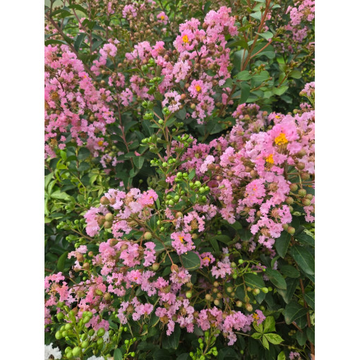 Lagerstroemia indien (Lilas de Crêpe) P9/C1
