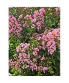 Lagerstroemia indien (Lilas de Crêpe) P9/C1