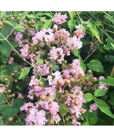 Lagerstroemia indien (Lilas de Crêpe) P9/C1