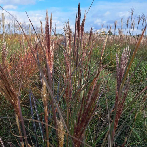 Miscanthus chinois 'Gracillimus' P9/C1