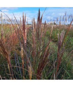Miscanthus chinois 'Gracillimus' P9/C1