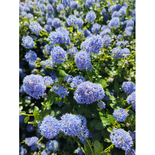 Céanothe bleu 'Victoria’ P9/C1