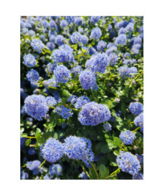 Céanothe bleu 'Victoria’ P9/C1