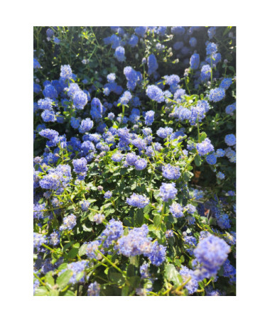 Céanothe bleu 'Victoria’ P9/C1