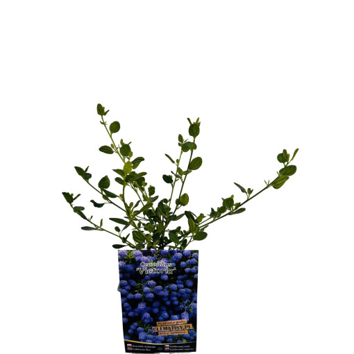 Céanothe bleu 'Victoria’ P9/C1