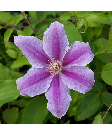 Clematis Bees Jubilee  4l