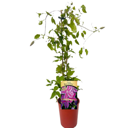 Clematis Bees Jubilee  4l