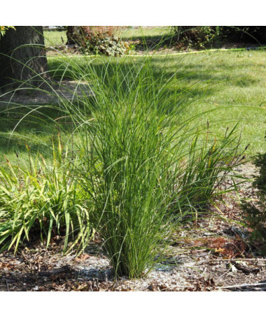 Miscanthus chinois 'Gracillimus' P9/C1