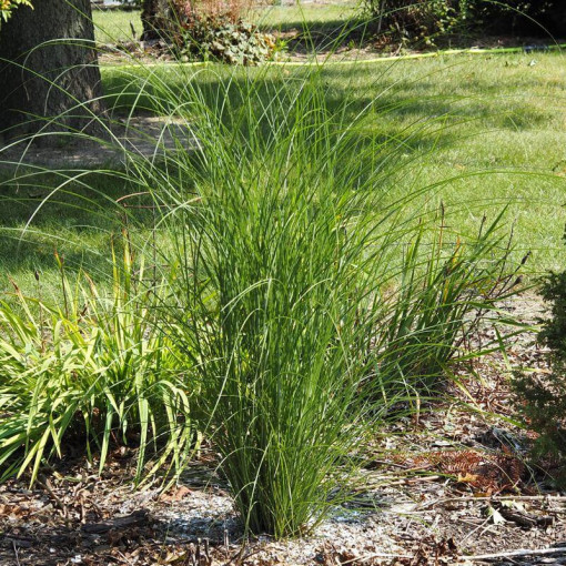 Miscanthus chinois 'Gracillimus' P9/C1