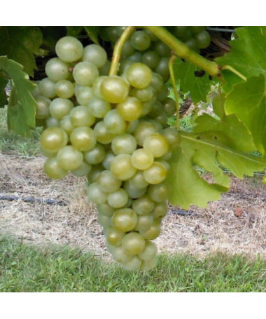 Vigne 'Seyval Blanc' 2L