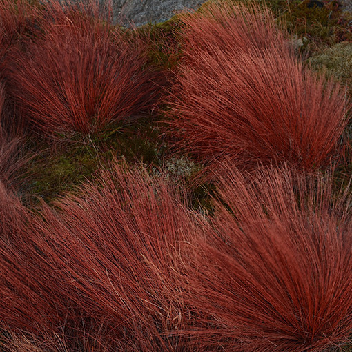 Carex buchananii 'Firefox'  2L