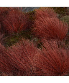 Carex buchananii 'Firefox'  2L