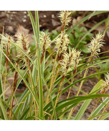 Laîche du Japon 'Variegata'  4l