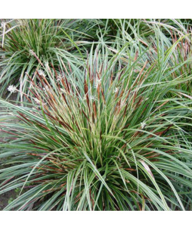 Laîche du Japon 'Variegata'  4l