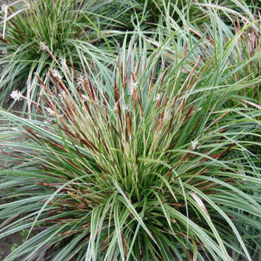 Laîche du Japon 'Variegata'  4l