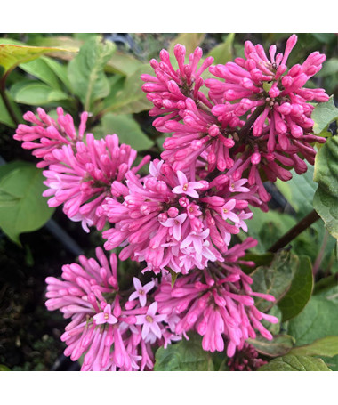 Lilas (Syringa) Meyer 'Palibin' P9/C1
