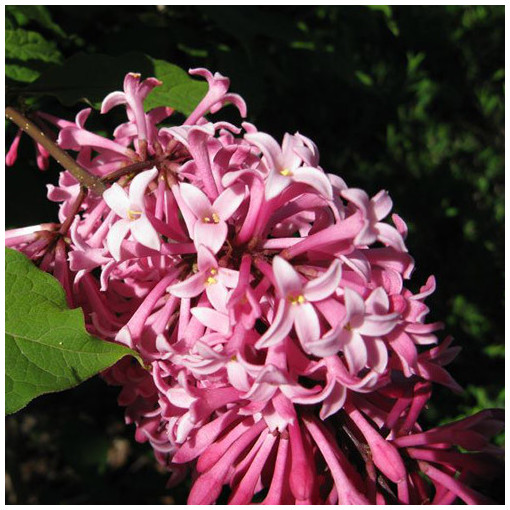 Lilas (Syringa) Meyer 'Palibin' P9/C1