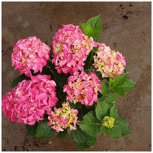 Hortensia de jardin Bouquet Rose P9/C1