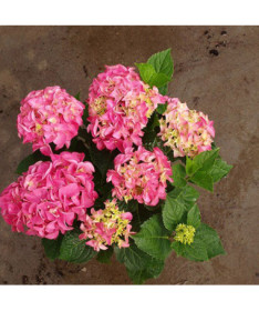 Hortensia de jardin Bouquet Rose P9/C1