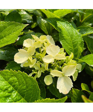 Hortensia macrophylla 'Mariesii Perfecta' P9/C1