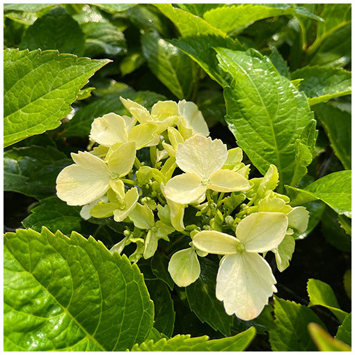Hortensia macrophylla 'Mariesii Perfecta' P9/C1