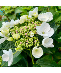 Hortensia macrophylla 'Libelle' P9/C1