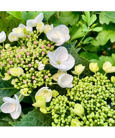 Hortensia macrophylla 'Libelle' P9/C1