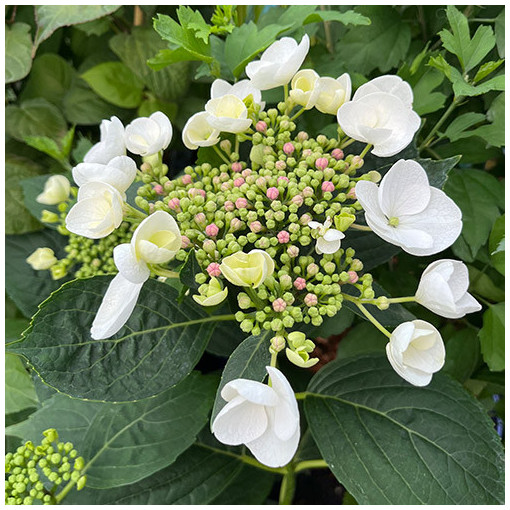 Hortensia macrophylla 'Libelle' P9/C1