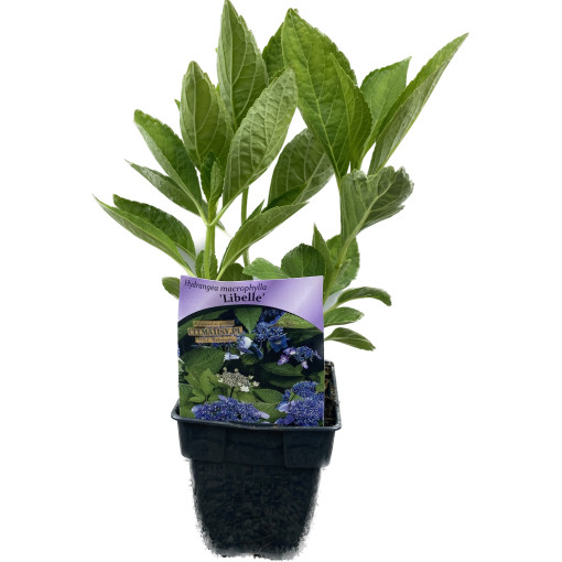 Hortensia macrophylla 'Libelle' P9/C1