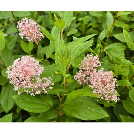 Céanothe pâle 'Marie Simon' P9/C1