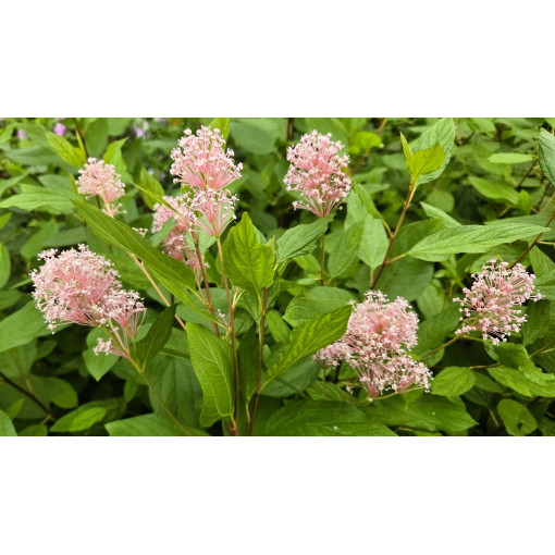 Céanothe pâle 'Marie Simon' P9/C1