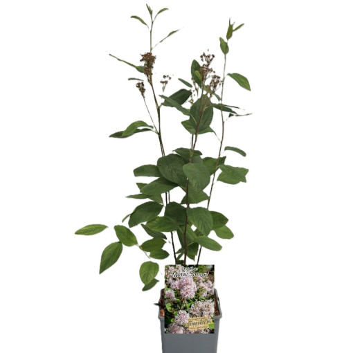 Céanothe pâle 'Marie Simon' P9/C1