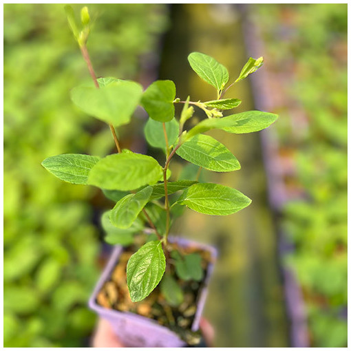 Céanothe pâle 'Marie Simon' P9/C1