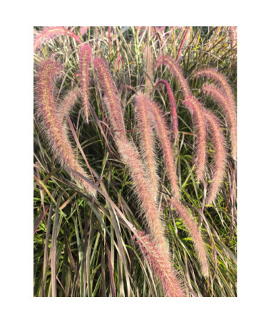 Pennisetum setaceum 'Rubrum' P9/C1