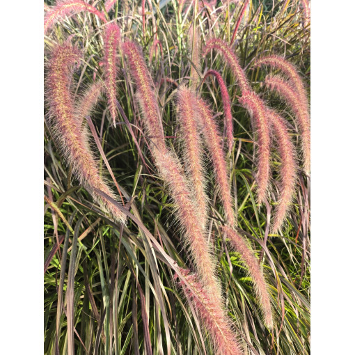 Pennisetum setaceum 'Rubrum' P9/C1