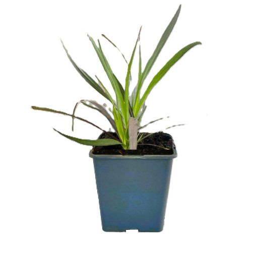 Pennisetum setaceum 'Rubrum' P9/C1