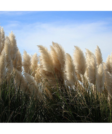 Herbe de la pampa 'Pumila'  2L