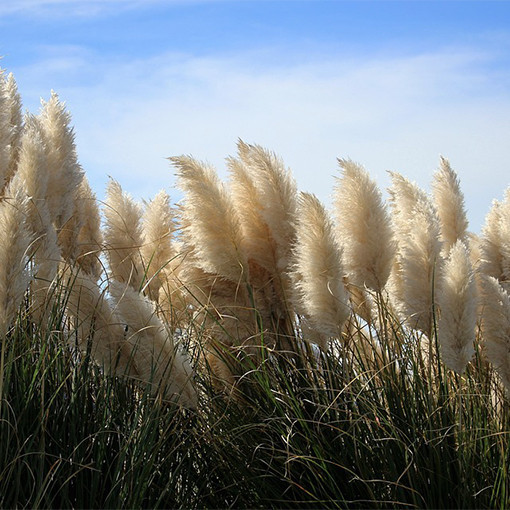 Herbe de la pampa 'Pumila'  2L