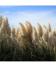 Herbe de la pampa 'Pumila'  2L