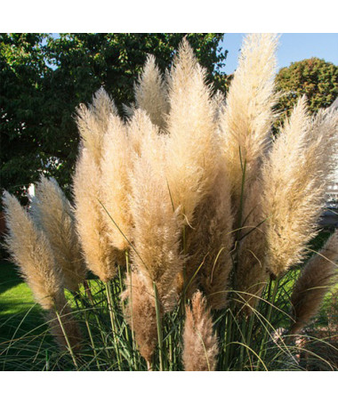 Herbe de la pampa 'Pumila'  2L