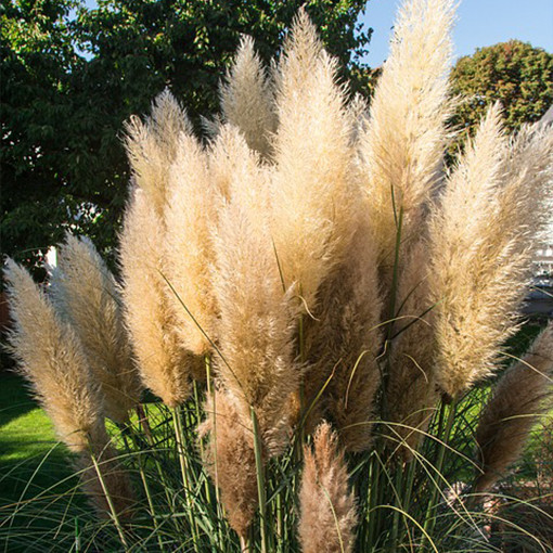 Herbe de la pampa 'Pumila'  2L