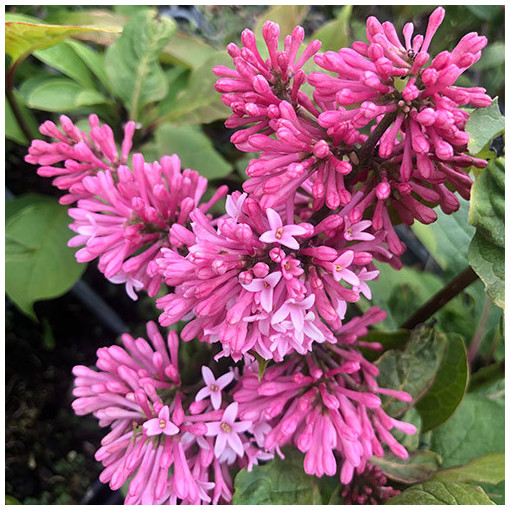 Lilas 'Miss Canada' (C2)