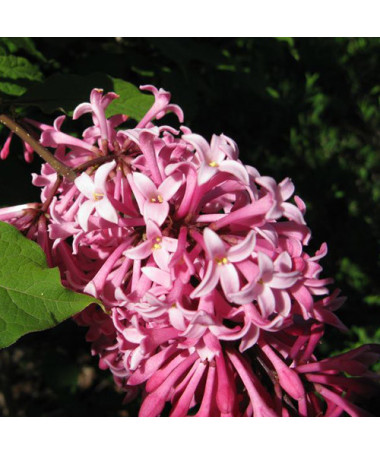 Lilas 'Miss Canada' (C2)